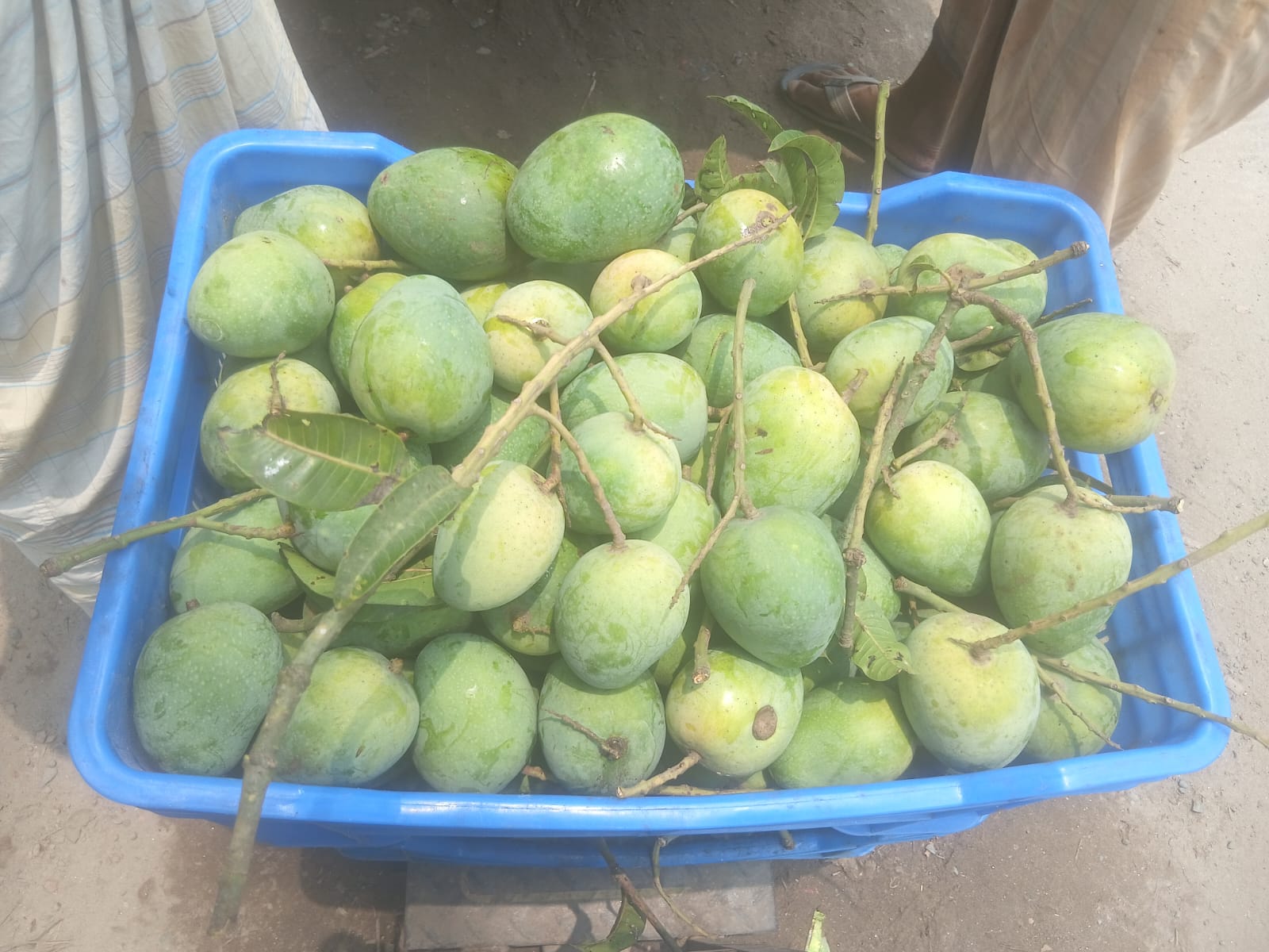 গোপাল ভোগ