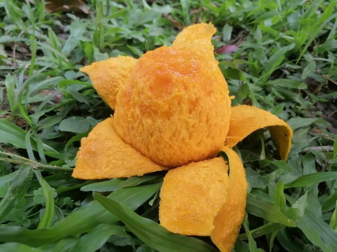 হিমসাগর